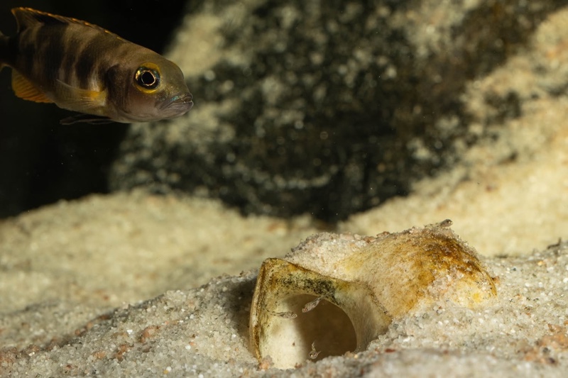 Lepidiolamprologus boulengeri 'Kigoma'